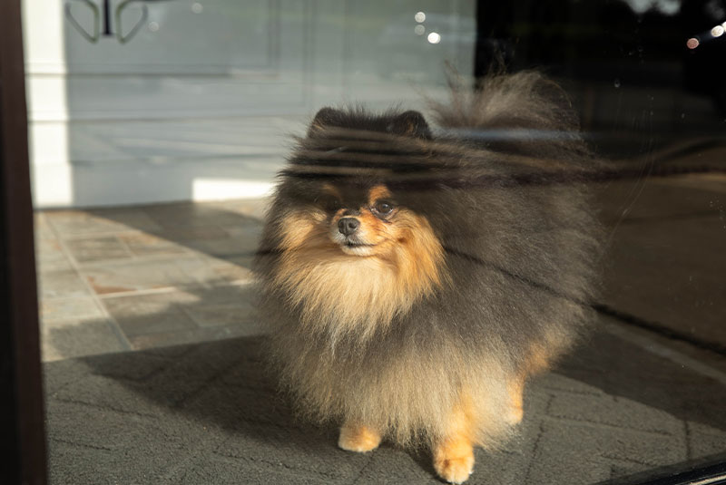 fluffy pup dog staring out of the glass door ready to say hi to all the The Toothery patients